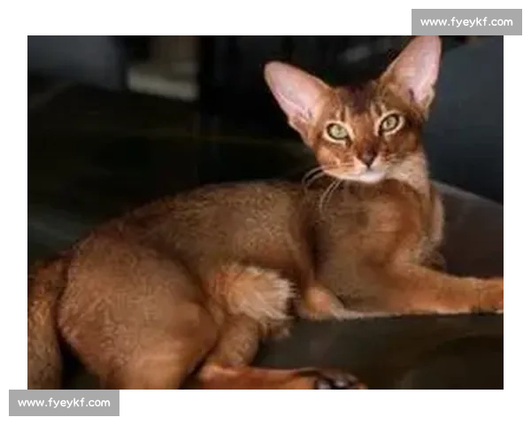 巴舒亚伊痛失爱猫 Kiyo：那个拼尽全力守护的小天使，终究离开了